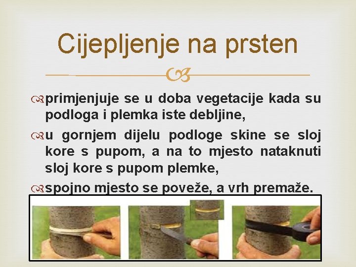 Cijepljenje na prsten primjenjuje se u doba vegetacije kada su podloga i plemka iste