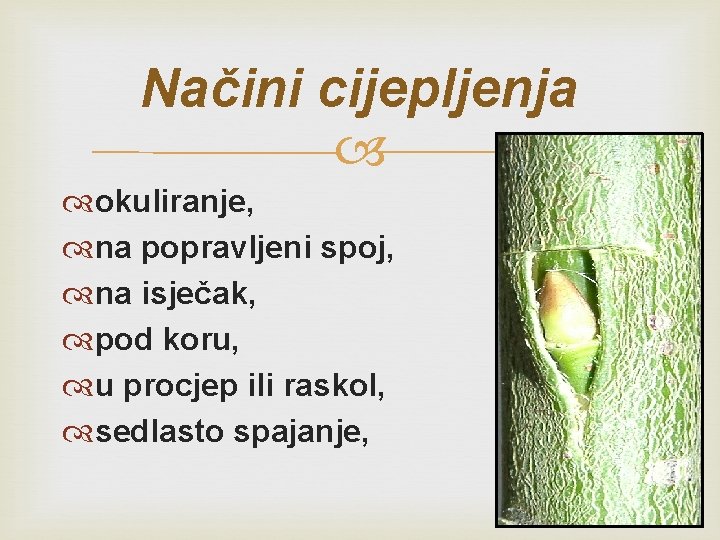 Načini cijepljenja okuliranje, na popravljeni spoj, na isječak, pod koru, u procjep ili raskol,