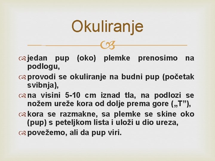Okuliranje jedan pup (oko) plemke prenosimo na podlogu, provodi se okuliranje na budni pup