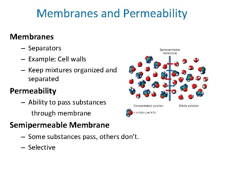 Membranes and Permeability Membranes – Separators – Example: Cell walls – Keep mixtures organized