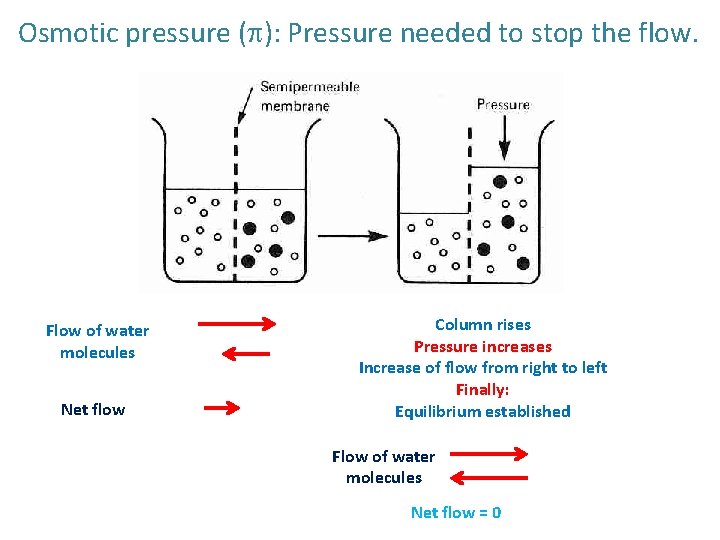 Osmotic pressure (p): Pressure needed to stop the flow. Flow of water molecules Net