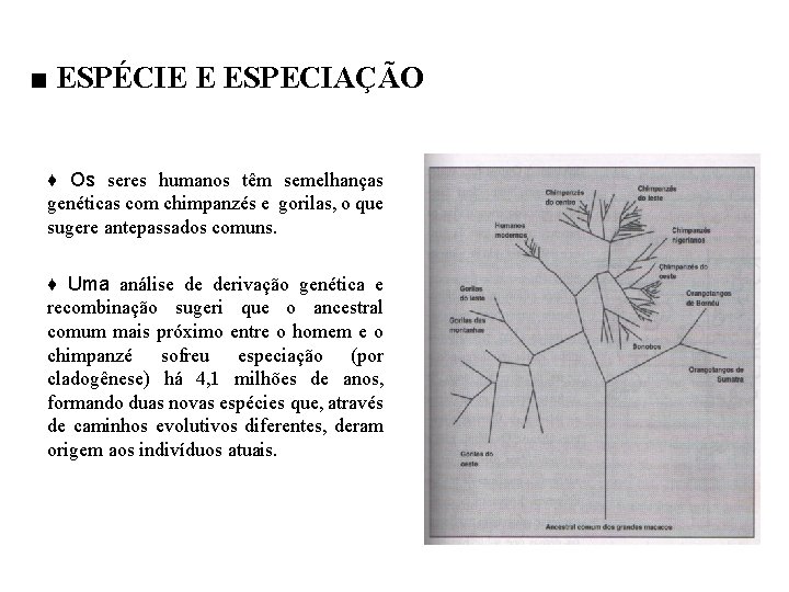 ■ ESPÉCIE E ESPECIAÇÃO ♦ Os seres humanos têm semelhanças genéticas com chimpanzés e