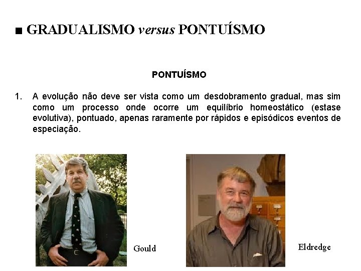 ■ GRADUALISMO versus PONTUÍSMO 1. A evolução não deve ser vista como um desdobramento