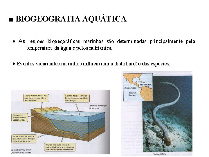 ■ BIOGEOGRAFIA AQUÁTICA ♦ As regiões biogeográficas marinhas são determinadas principalmente pela temperatura da