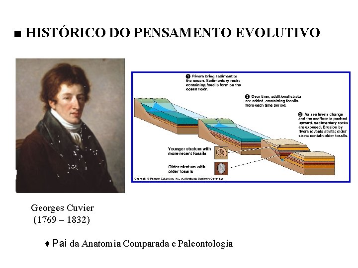 ■ HISTÓRICO DO PENSAMENTO EVOLUTIVO Georges Cuvier (1769 – 1832) ♦ Pai da Anatomia