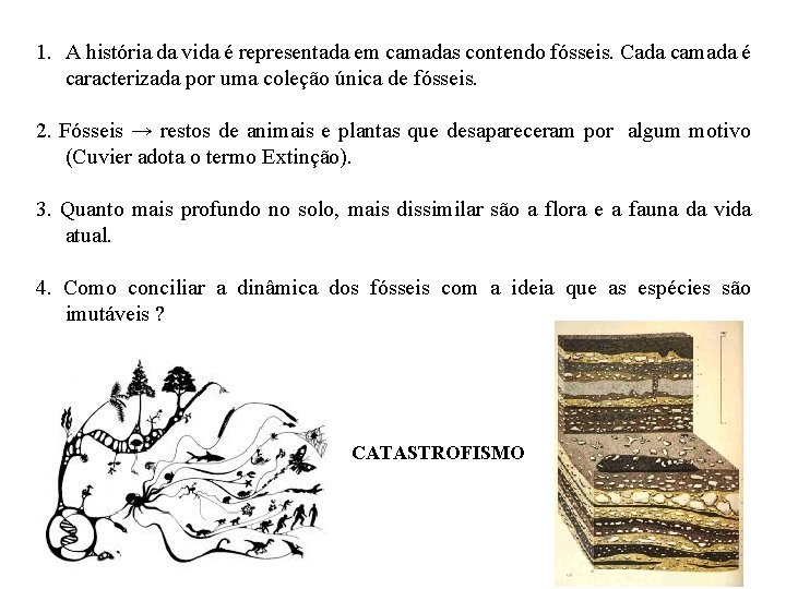 1. A história da vida é representada em camadas contendo fósseis. Cada camada é