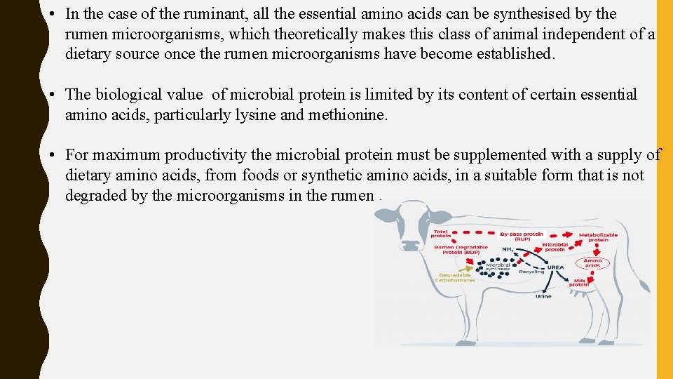  • In the case of the ruminant, all the essential amino acids can