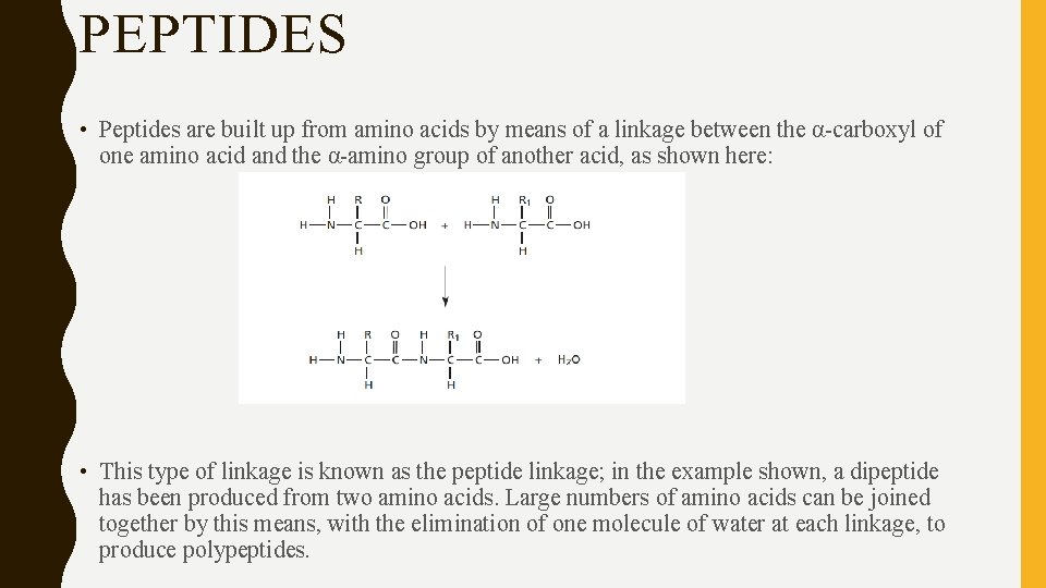 PEPTIDES • Peptides are built up from amino acids by means of a linkage