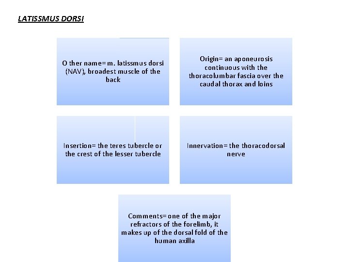 LATISSMUS DORSI O ther name= m. latissmus dorsi (NAV), broadest muscle of the back