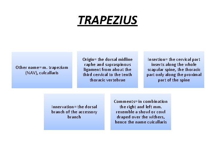 TRAPEZIUS Other name= m. trapezium (NAV), culcullaris Origin= the dorsal midline raphe and supraspinous