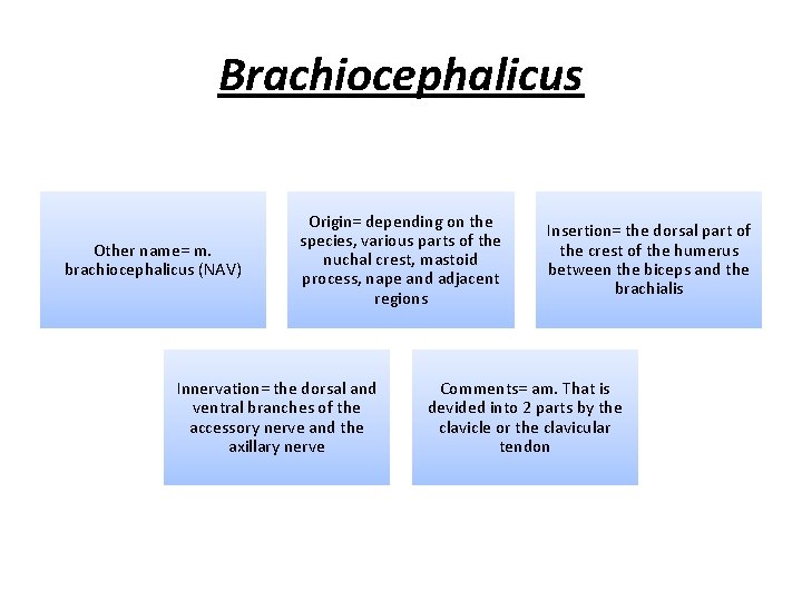 Brachiocephalicus Other name= m. brachiocephalicus (NAV) Origin= depending on the species, various parts of