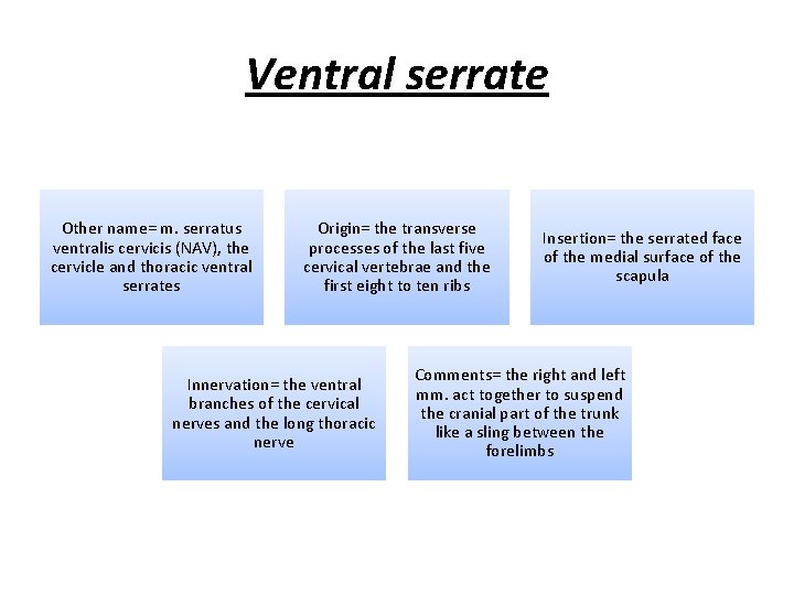 Ventral serrate Other name= m. serratus ventralis cervicis (NAV), the cervicle and thoracic ventral