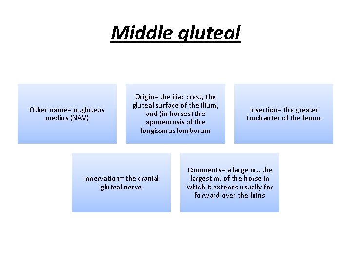 Middle gluteal Other name= m. gluteus medius (NAV) Origin= the iliac crest, the gluteal