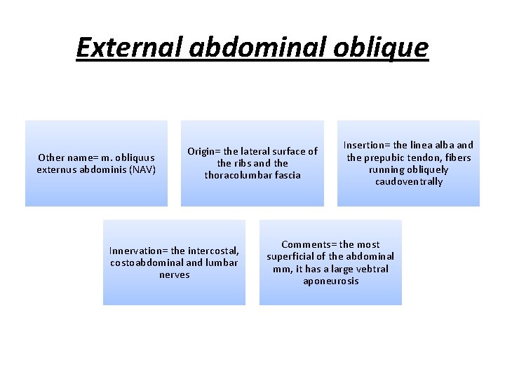 External abdominal oblique Other name= m. obliquus externus abdominis (NAV) Origin= the lateral surface