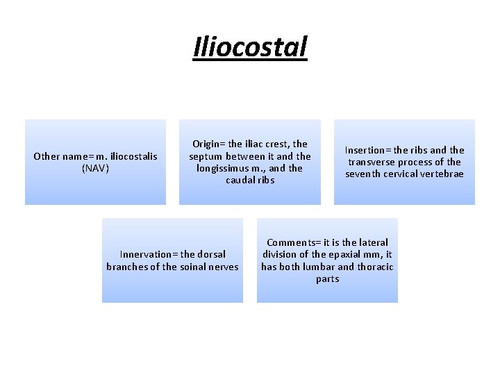 Iliocostal Other name= m. iliocostalis (NAV) Origin= the iliac crest, the septum between it