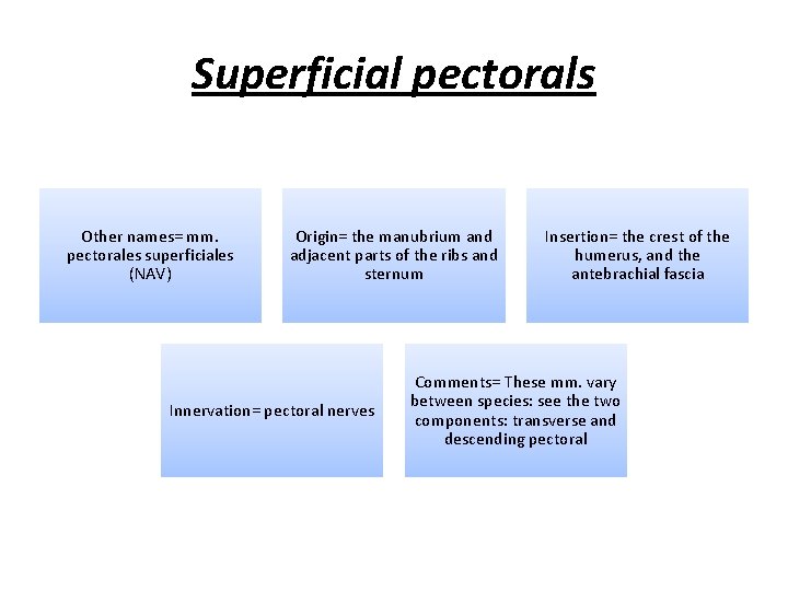 Superficial pectorals Other names= mm. pectorales superficiales (NAV) Origin= the manubrium and adjacent parts