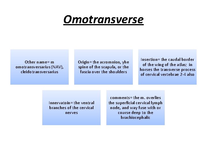 Omotransverse Other name= m omotransversarius (NAV), cleidotransversarius Origin= the acromnion, yhe spine of the