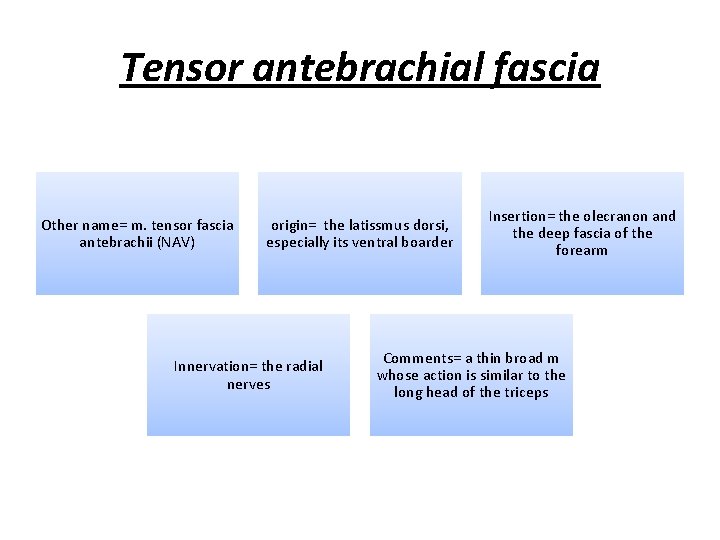 Tensor antebrachial fascia Other name= m. tensor fascia antebrachii (NAV) origin= the latissmus dorsi,