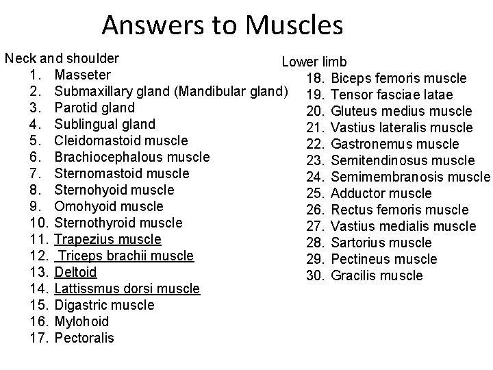 Answers to Muscles Neck and shoulder Lower limb 1. Masseter 18. Biceps femoris muscle