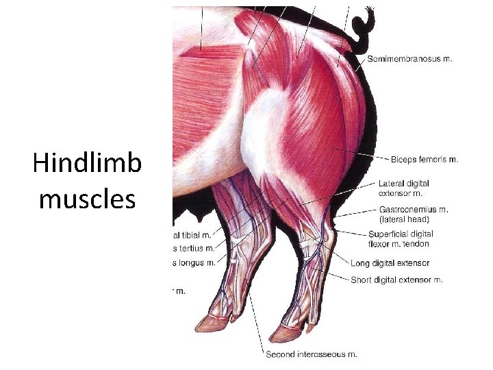 Hindlimb muscles 