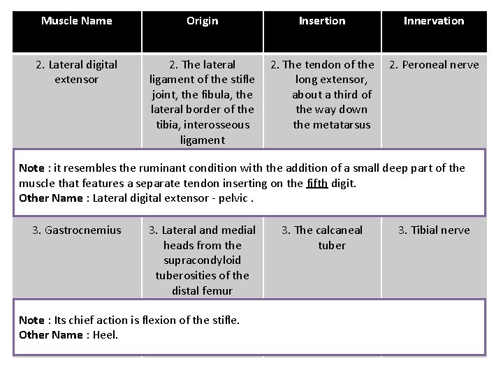 Muscle Name Origin Insertion Innervation 2. Lateral digital extensor 2. The lateral ligament of