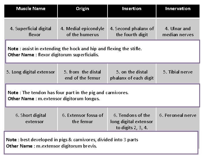 Muscle Name Origin Insertion Innervation 4. Superficial digital flexor 4. Medial epicondyle of the