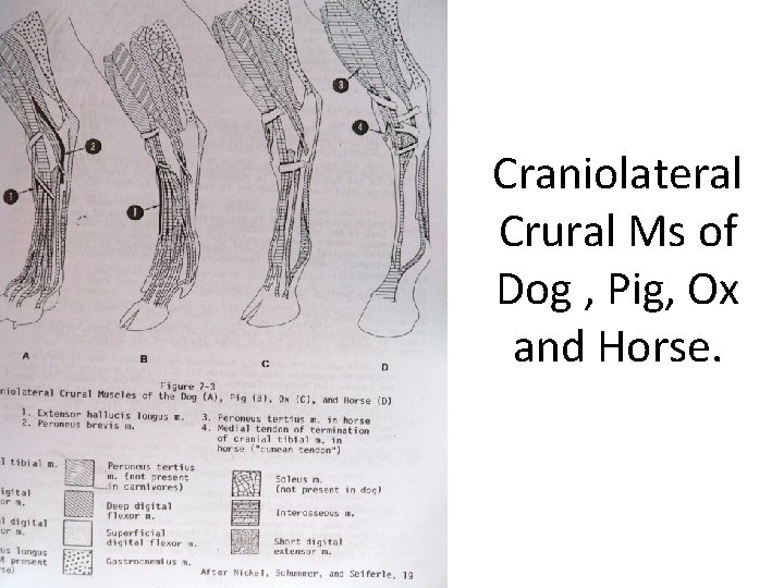 Craniolateral Crural Ms of Dog , Pig, Ox and Horse. 