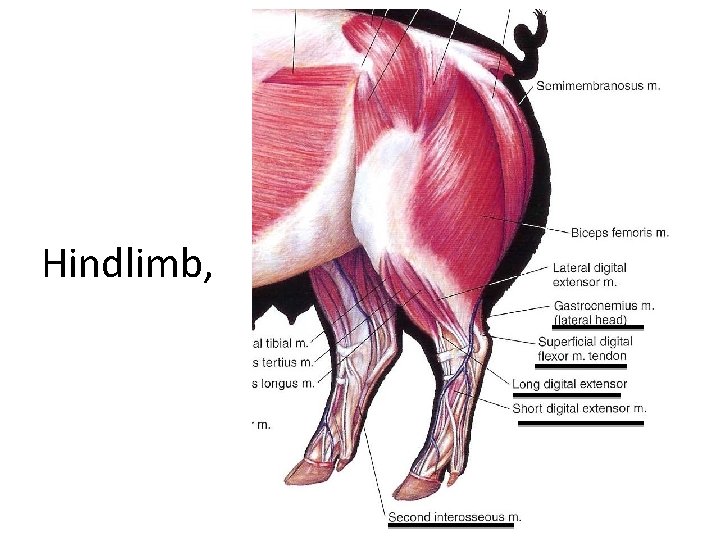 Hindlimb, 