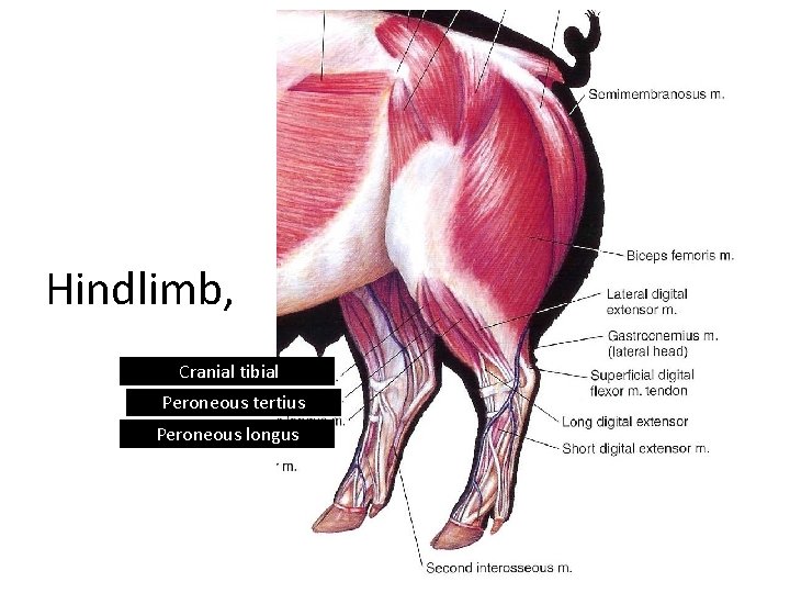 Hindlimb, Cranial tibial Peroneous tertius Peroneous longus 