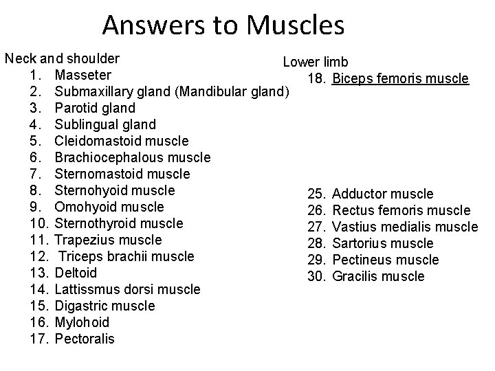 Answers to Muscles Neck and shoulder Lower limb 1. Masseter 18. Biceps femoris muscle