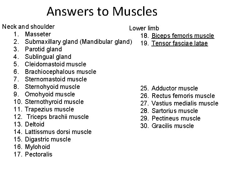 Answers to Muscles Neck and shoulder Lower limb 1. Masseter 18. Biceps femoris muscle