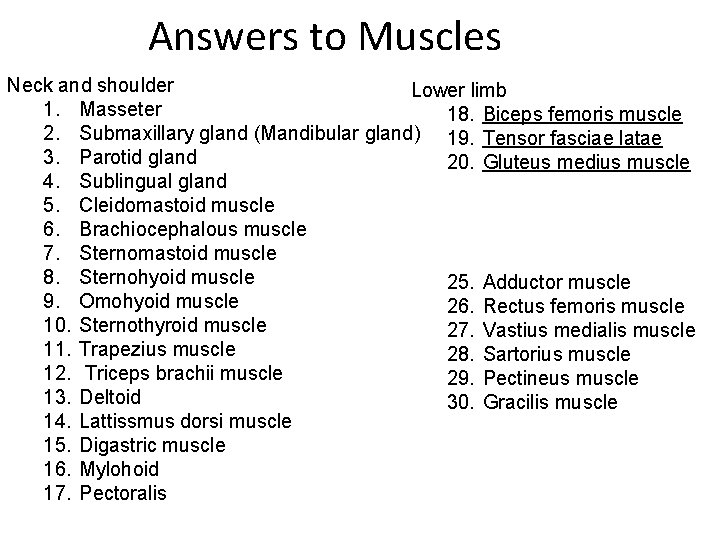 Answers to Muscles Neck and shoulder Lower limb 1. Masseter 18. Biceps femoris muscle