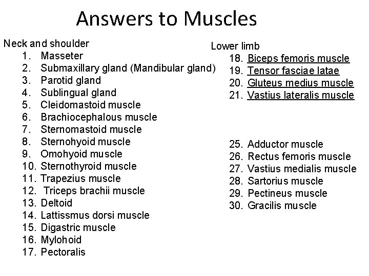 Answers to Muscles Neck and shoulder Lower limb 1. Masseter 18. Biceps femoris muscle