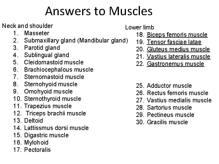 Answers to Muscles Neck and shoulder Lower limb 1. Masseter 18. Biceps femoris muscle