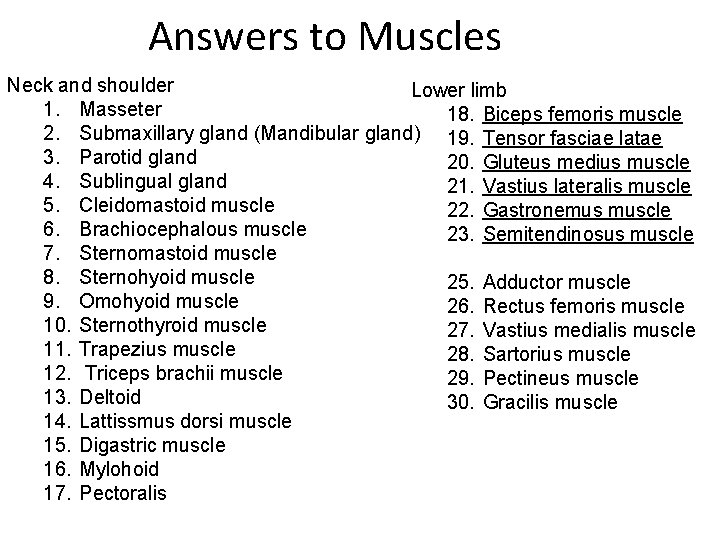 Answers to Muscles Neck and shoulder Lower limb 1. Masseter 18. Biceps femoris muscle