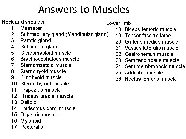 Answers to Muscles Neck and shoulder Lower limb 1. Masseter 18. Biceps femoris muscle