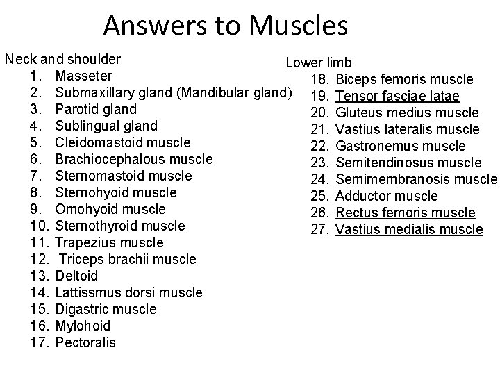 Answers to Muscles Neck and shoulder Lower limb 1. Masseter 18. Biceps femoris muscle