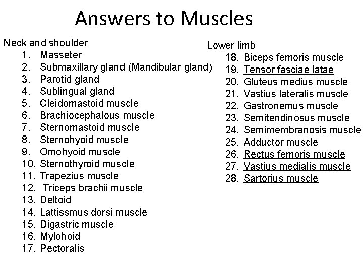 Answers to Muscles Neck and shoulder Lower limb 1. Masseter 18. Biceps femoris muscle