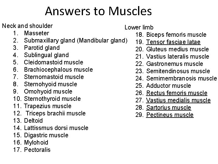 Answers to Muscles Neck and shoulder Lower limb 1. Masseter 18. Biceps femoris muscle