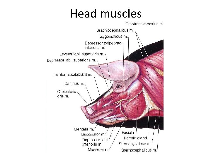 Head muscles 