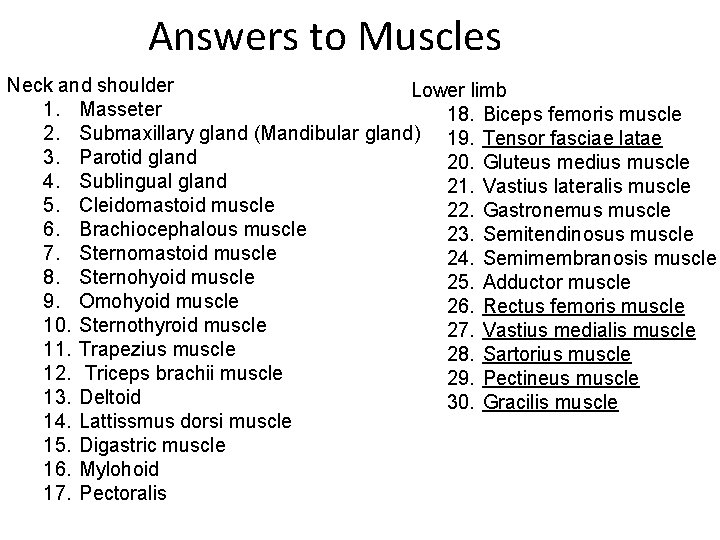 Answers to Muscles Neck and shoulder Lower limb 1. Masseter 18. Biceps femoris muscle