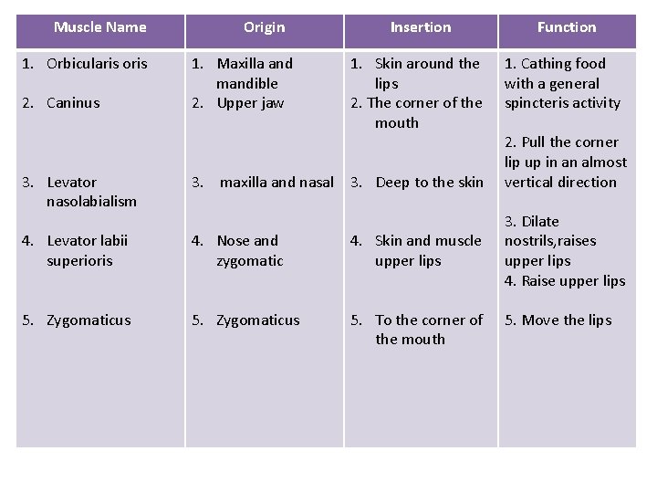 Muscle Name 1. Orbicularis oris 2. Caninus Origin 1. Maxilla and mandible 2. Upper