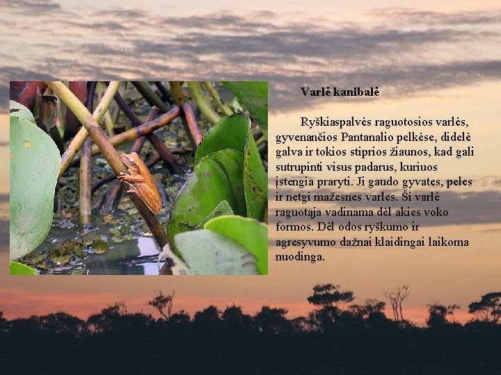 Varlė kanibalė Ryškiaspalvės raguotosios varlės, gyvenančios Pantanalio pelkėse, didelė galva ir tokios stiprios žiaunos,