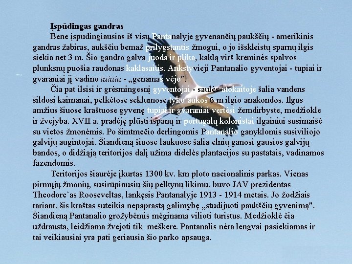 Įspūdingas gandras Bene įspūdingiausias iš visų Pantanalyje gyvenančių paukščių - amerikinis gandras žabiras, aukščiu