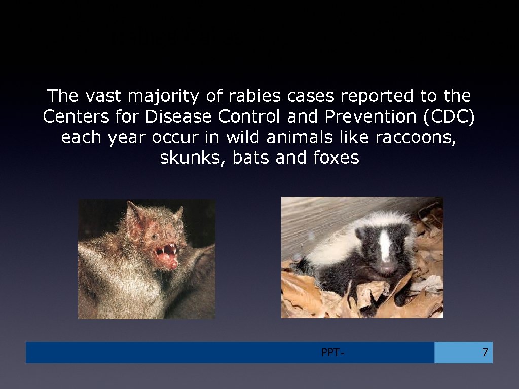 Rabies Cases The vast majority of rabies cases reported to the Centers for Disease