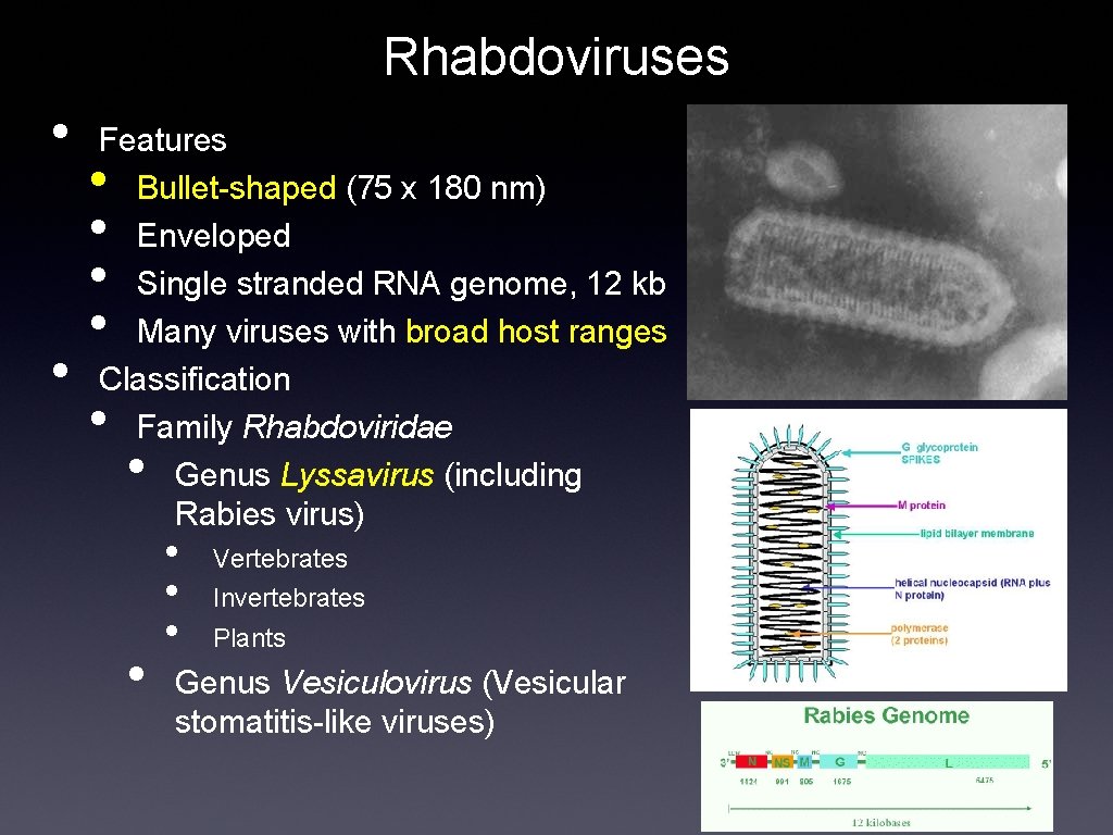 Rhabdoviruses • • Features Bullet-shaped (75 x 180 nm) Enveloped Single stranded RNA genome,