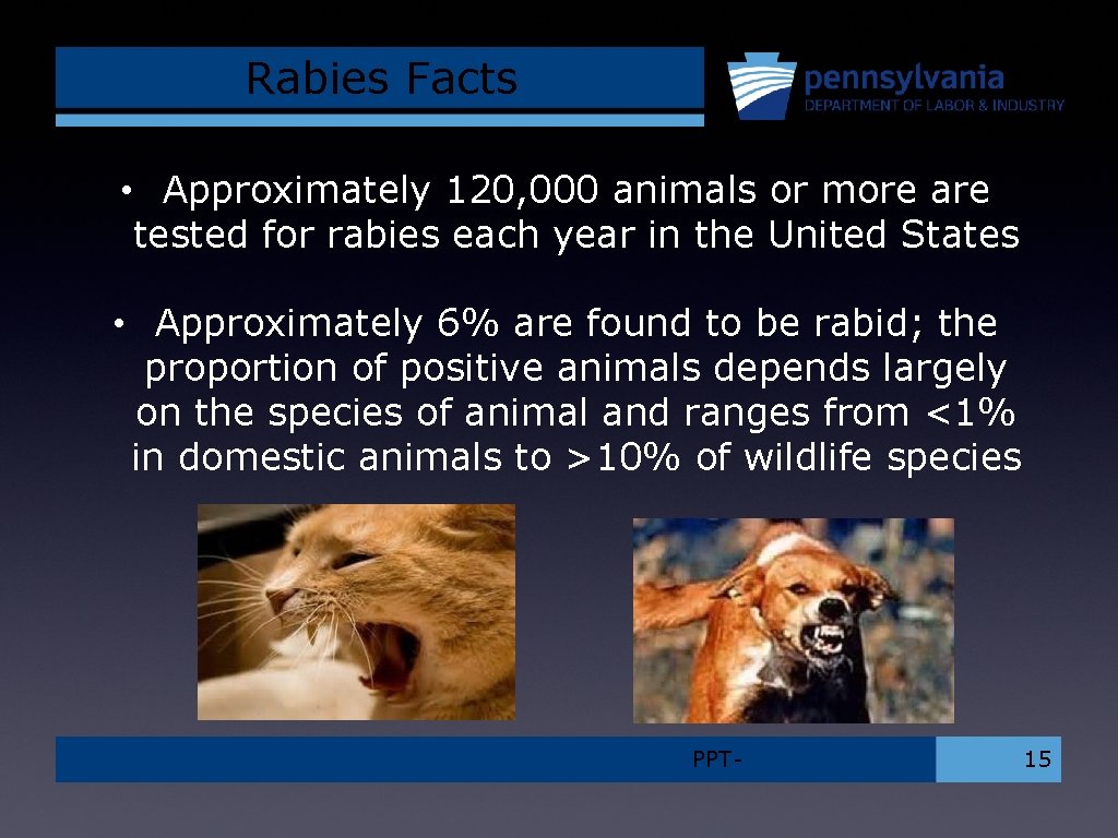 Rabies Facts • Approximately 120, 000 animals or more are tested for rabies each