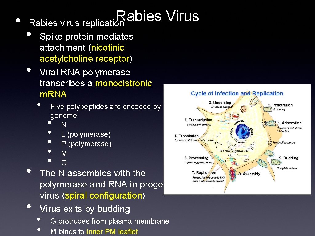 Rabies Virus • Rabies virus replication • • Spike protein mediates attachment (nicotinic acetylcholine