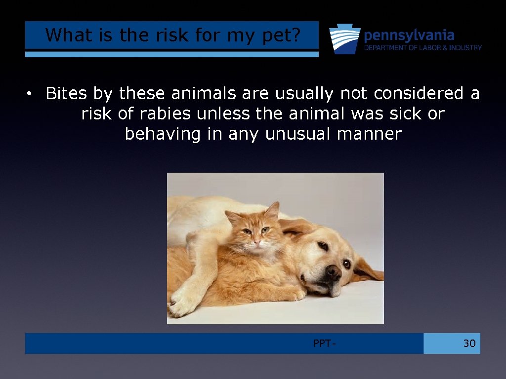 What is the risk for my pet? • Bites by these animals are usually