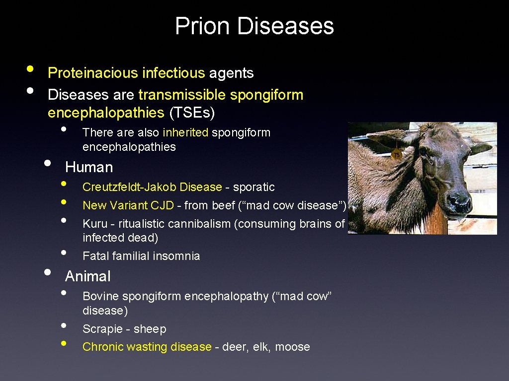 Prion Diseases • • Proteinacious infectious agents Diseases are transmissible spongiform encephalopathies (TSEs) •